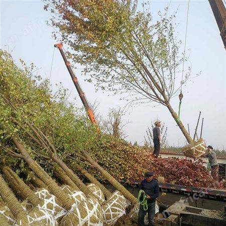 雄风园林大型美国红枫基地  苗圃批发直销彩色观叶植物  供应5公分-12公分美国红枫