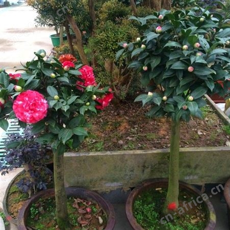 雄风园林茶花树基地 农户专业种植茶花树 茶花盆栽技术