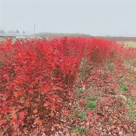 美国红枫价格5公分美国红枫报价 美国红枫