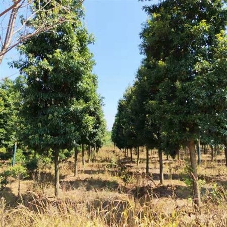 基地批发桢楠苗木批发价格  金丝楠木杯苗 金丝楠木种植基地