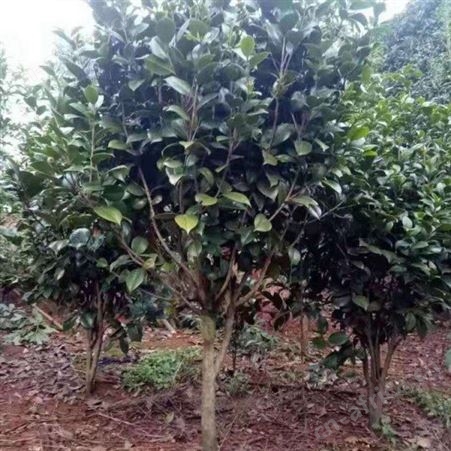 批发#3公分茶花树价格精品茶花树批发茶花盆栽技术