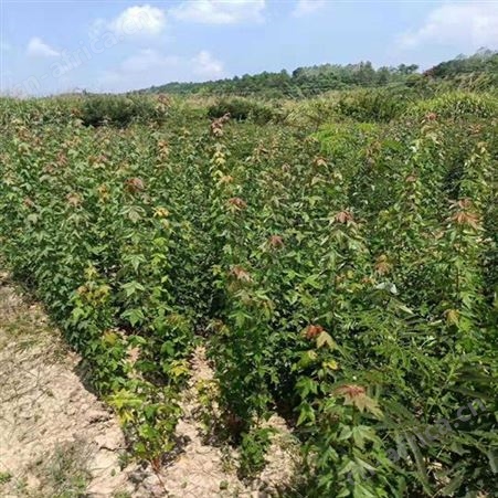 基地直销三角枫直销三角枫大量销售苗圃批发直销三角枫