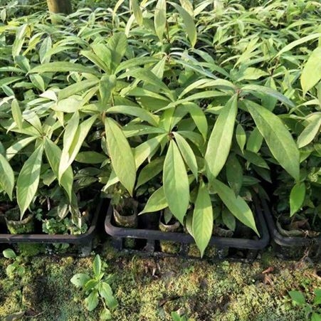 小叶桢楠50高杯苗  大量出售金丝楠木杯苗基地 当年杯苗金丝楠木