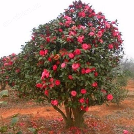 雄风园林茶花树基地 农户专业种植茶花树 茶花盆栽技术