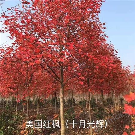 雄风园林直销美国红枫 苗圃批发直销彩色观叶植物  5公分美国红枫报价