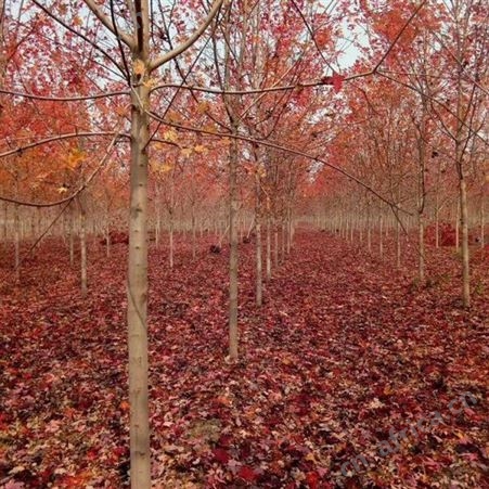 雄风园林直销美国红枫 苗圃批发直销彩色观叶植物  5公分美国红枫报价