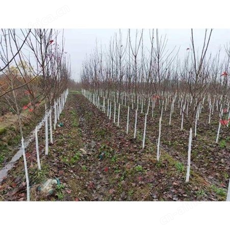 雄风园林大型美国红枫基地  苗圃批发直销彩色观叶植物  供应5公分-12公分美国红枫