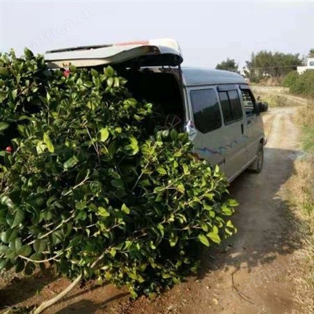 雄风园林精品茶花树 小五彩红茶花树2-10年大树 茶花盆栽技术