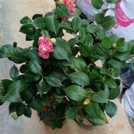 批发#3公分茶花树价格茶花树价格 茶花树