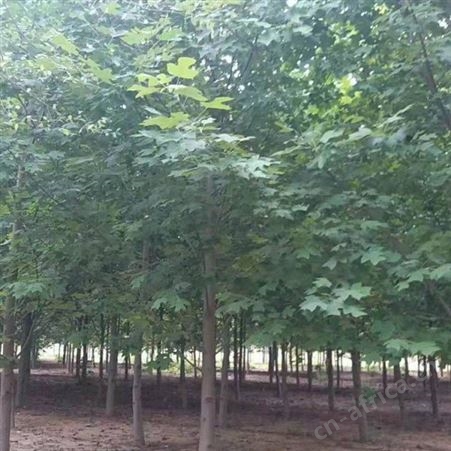 雄风园林6公分马褂木批发 马褂木小苗批发   移栽马褂木