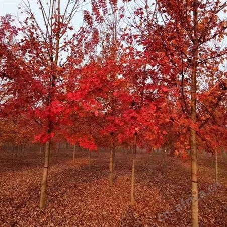 美国红点红枫胸径12公分美国红枫怎么卖 街道风景树