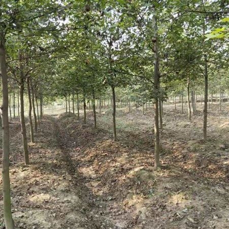 雄风园林美国红枫价格 常年供应美国红枫  5公分美国红枫报价