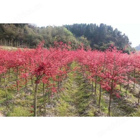 基地直销12公分美国红枫价格美国红枫出售 街道风景树