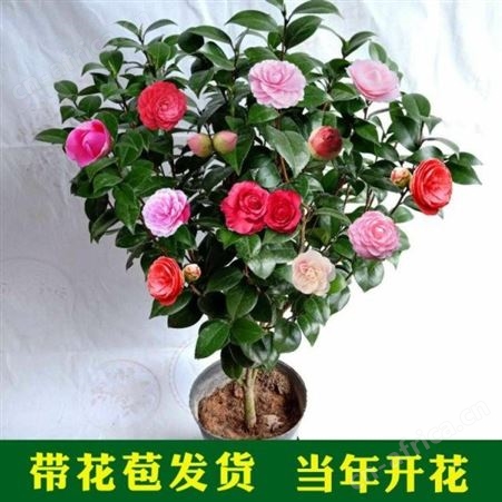 批发#3公分茶花树价格茶花树价格 茶花树