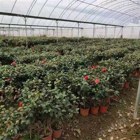 地径3公分茶花树农户专业种植茶花树茶花树