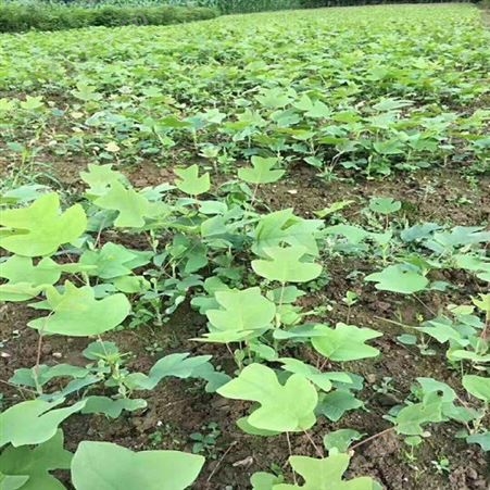 雄风园林6公分马褂木批发 马褂木小苗批发   移栽马褂木