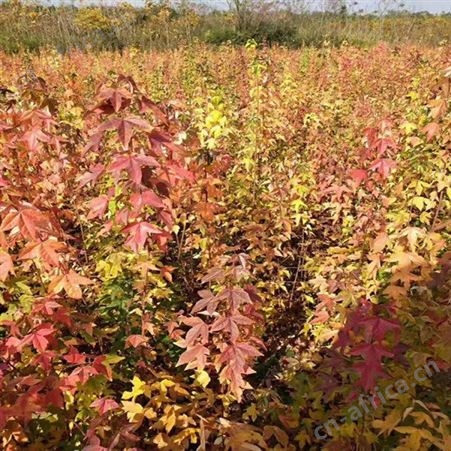 耐寒植物苗圃三角枫供应三角枫绿化树苗