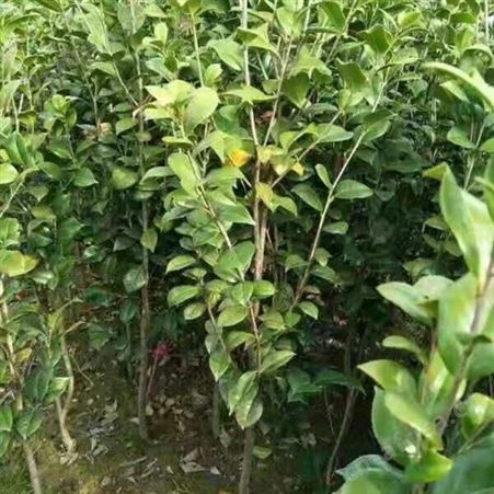 批发#3公分茶花树价格精品茶花树批发茶花盆栽技术