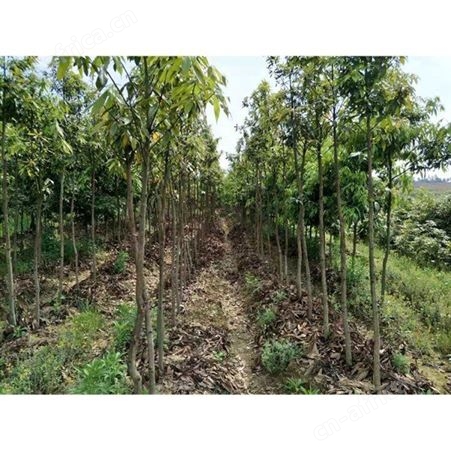 基地批发楠木大量出售 金丝楠木苗 出售 金丝楠木苗价格