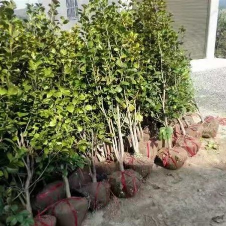 地径3公分茶花树庭院小区花坛观赏树茶花树品种