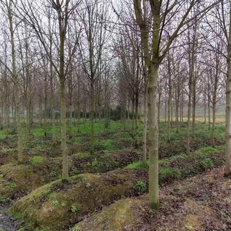 雄风园林大型美国红枫基地  苗圃批发直销彩色观叶植物  供应5公分-12公分美国红枫