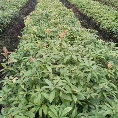 雄风园林金丝楠木批发基地 批发金丝楠木树 金丝楠木苗价格