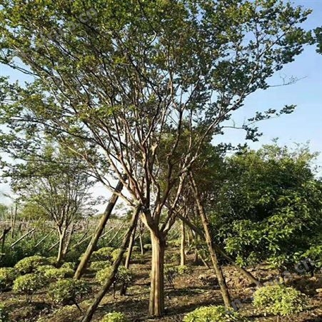 雄风园林精品大紫薇 紫薇小苗 乔木批发基地 紫薇苗基地