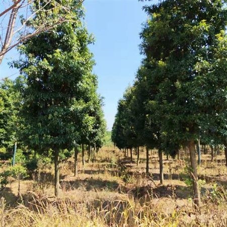 小叶桢楠50高杯苗  大量出售金丝楠木杯苗基地 当年杯苗金丝楠木
