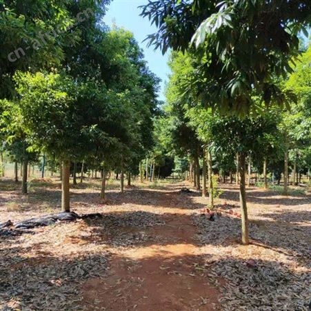 雄风园林金丝楠木批发基地 批发金丝楠木树 金丝楠木苗价格