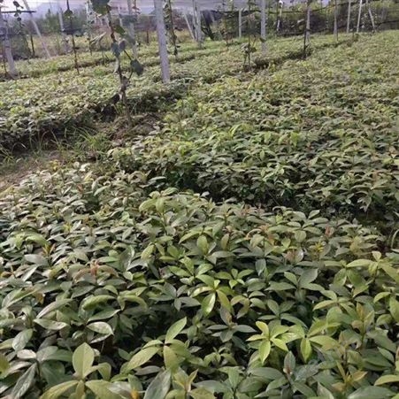 雄风园林桢楠苗木批发价格 产地批发小叶桢楠苗 金丝楠木杯苗价格