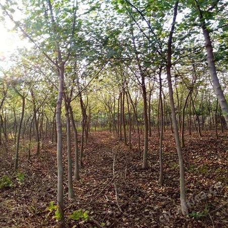 耐寒植物苗圃三角枫供应三角枫绿化树苗