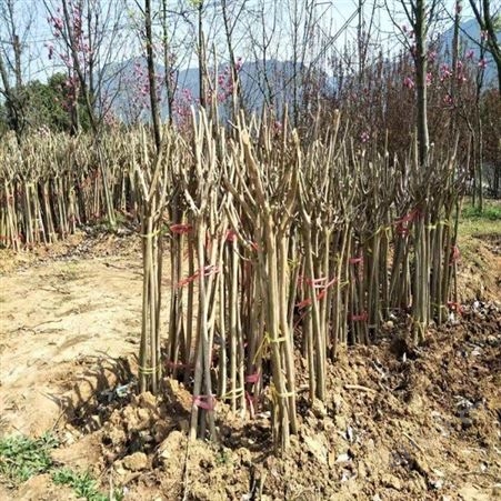 雄风园林精品大紫薇 紫薇小苗 乔木批发基地 紫薇苗基地