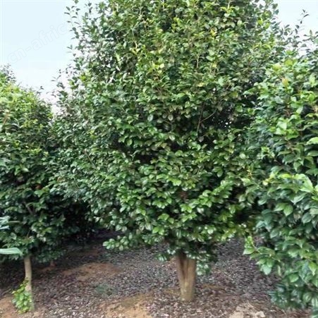 园艺厂直销茶花树精品茶花树批发茶花树品种