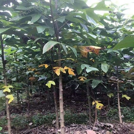 规格齐全3公分马褂木批发2-3公分马褂木价格 马褂木批发