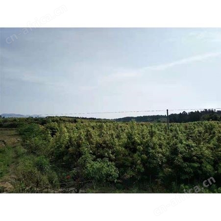 雄风园林桢楠苗木批发价格 产地批发小叶桢楠苗 金丝楠木杯苗价格