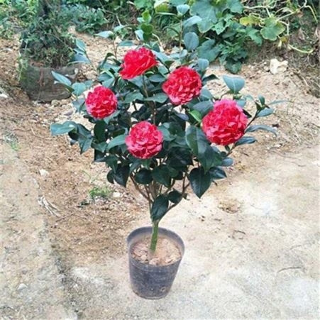 茶花树基地小五彩红茶花树2-10年大树包邮茶花树品种