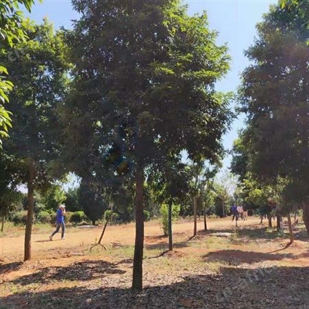 雄风园林金丝楠木批发基地 批发金丝楠木树 金丝楠木苗价格