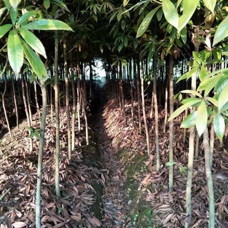 小叶桢楠50高杯苗  大量出售金丝楠木杯苗基地 当年杯苗金丝楠木
