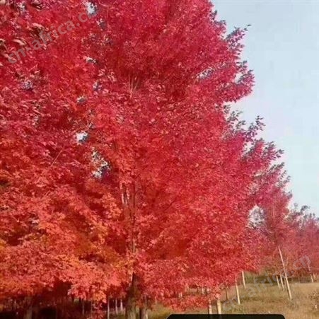 雄风园林大型美国红枫基地  苗圃批发直销彩色观叶植物  供应5公分-12公分美国红枫