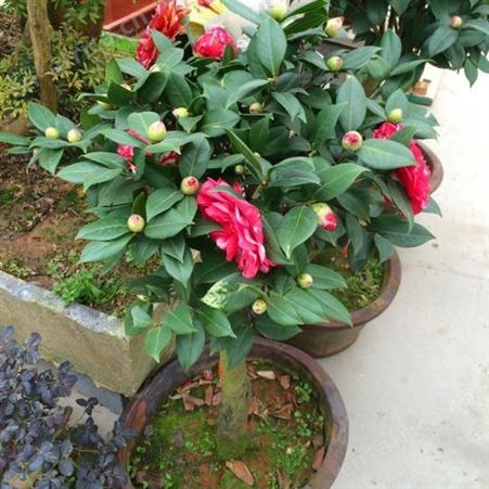 雄风园林茶花树基地 农户专业种植茶花树 茶花盆栽技术