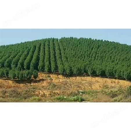 地径3公分茶花树农户专业种植茶花树茶花树