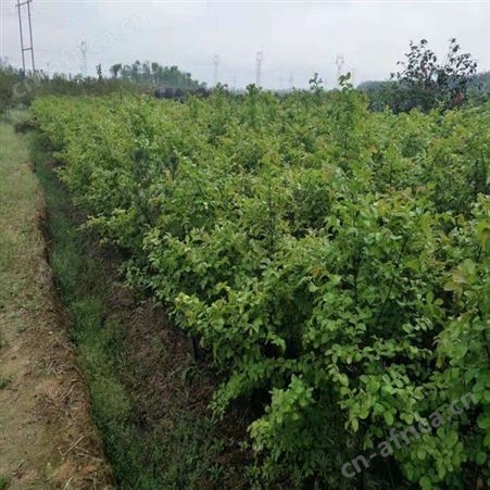雄风园林精品大紫薇 百日红紫薇 精品大紫薇