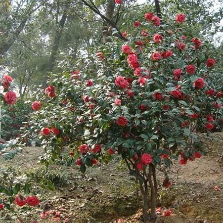雄风园林茶花树基地 农户专业种植茶花树 茶花盆栽技术