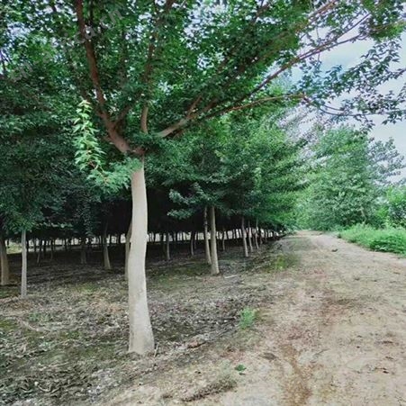 耐寒植物苗圃三角枫供应三角枫绿化树苗