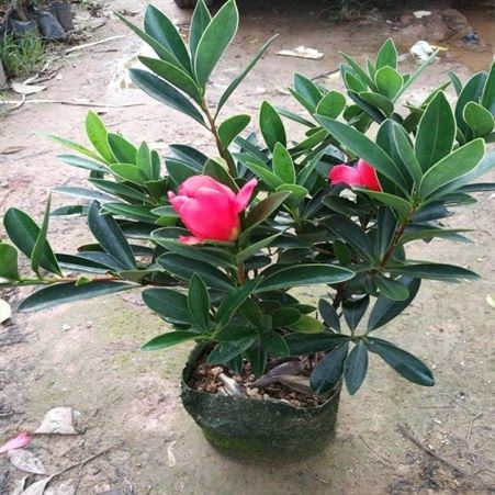 茶花树批发量大优惠茶花树价格 茶花树品种