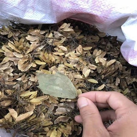 耐寒植物苗圃三角枫供应三角枫绿化树苗