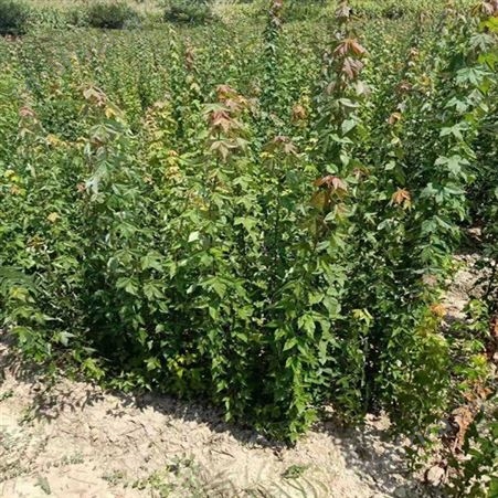 基地直销三角枫直销三角枫大量销售苗圃批发直销三角枫