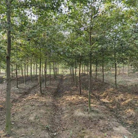 基地直销12公分美国红枫价格美国红枫出售 街道风景树