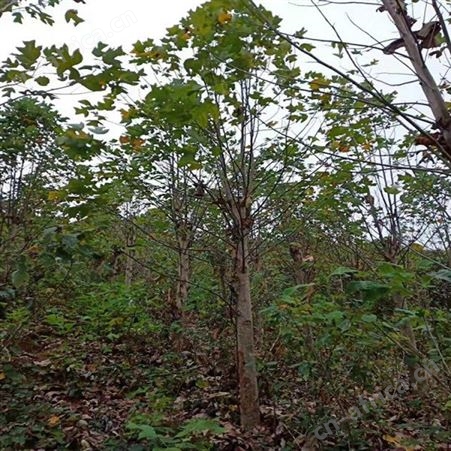 雄风园林供应地径2公分马褂木 基地直销马褂木  马褂木批发