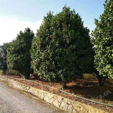 地径3公分茶花树农户专业种植茶花树茶花树
